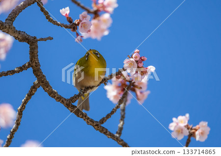 White-eye sucking plum nectar White-eye sucking plum nectar 133714865