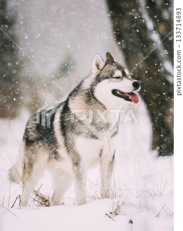 Siberian Husky Dog Walking Outdoor In Snowy Field At Winter Day Siberian Husky Dog Walking Outdoor In Snowy Field At Winter Day 133714893