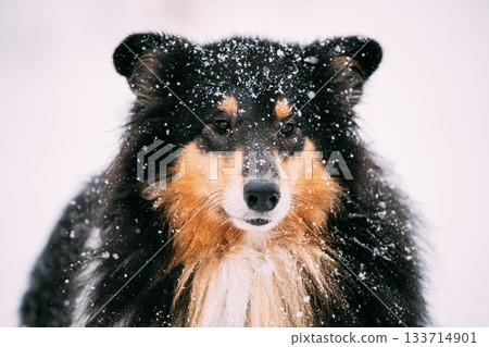 Close View Of Shetland Sheepdog, Sheltie, Collie In Snowy Winter Day 133714901