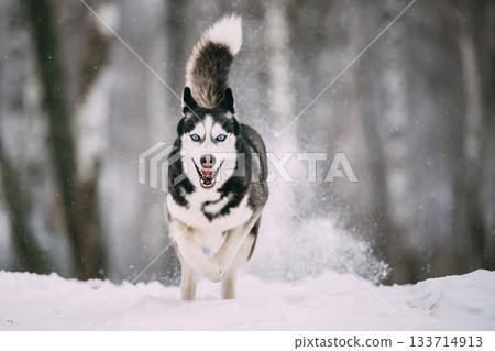 Siberian Husky Dog Running Outdoor In Snowy Field At Winter Day. Smiling Dog 133714913