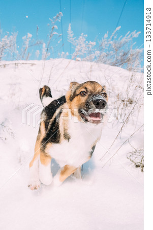 Puppy Of Mixed Breed Dog Playing In Snowy Forest In Winter Day Puppy Of Mixed Breed Dog Playing In Snowy Forest In Winter Day 133714918