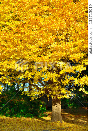 神代植物園大銀杏樹的秋葉 133715019
