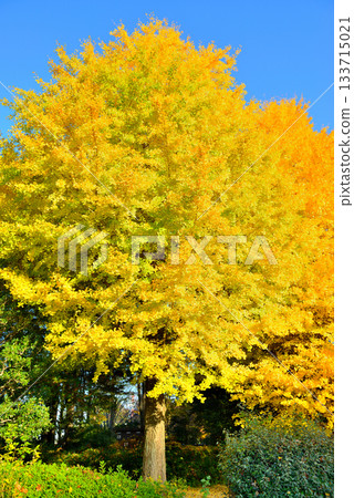 神代植物園大銀杏樹的秋葉 神代植物園大銀杏樹的秋葉 133715021
