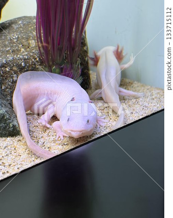 魚在水族館裡游泳 133715112