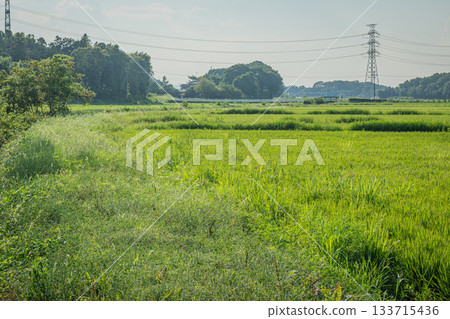 Summer in Namekawa Town, Saitama Prefecture: lush green countryside and power lines 133715436