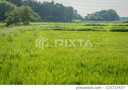 Summer in Namekawa Town, Saitama Prefecture: A rural landscape of lush green rice 133715437