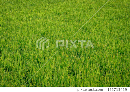 埼玉縣滑川町夏季綠油油的稻田景色 埼玉縣滑川町夏季綠油油的稻田景色 133715439