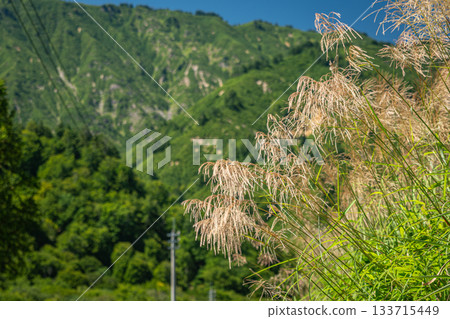 Early autumn Japanese pampas grass swaying against the blue sky and mountains in Uonuma City, Niigata Prefecture 133715449