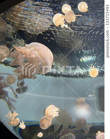 漂浮在水族館的水母 漂浮在水族館的水母 133715493