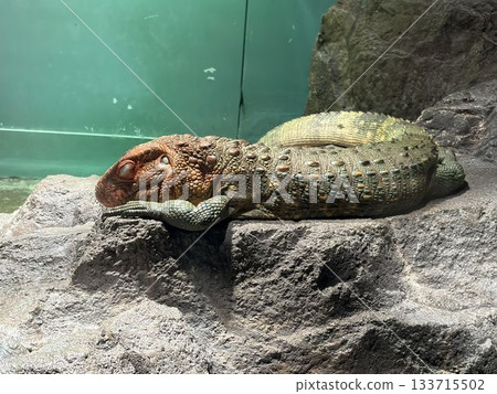 從水里出來的鱷魚 133715502