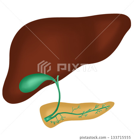 Healthy Human Liver and Gallbladder Anatomy, Digestive System Organ Diagram, hand drawn watercolor illustration Healthy Human Liver and Gallbladder Anatomy, Digestive System Organ Diagram, hand drawn watercolor illustration 133715555