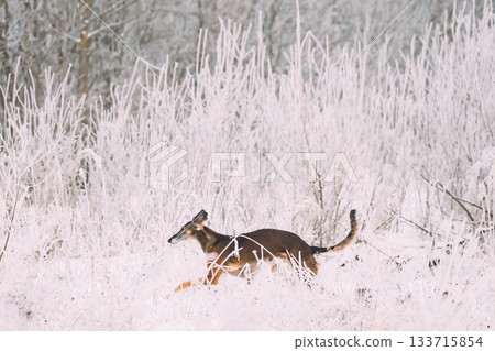 Hunting Sighthound Hortaya Borzaya Dog During Hare-hunting At Winter Day In Snowy Field Hunting Sighthound Hortaya Borzaya Dog During Hare-hunting At Winter Day In Snowy Field 133715854