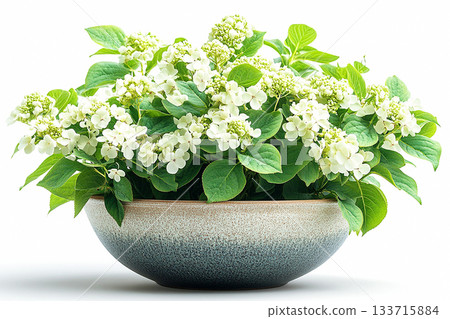 Gardening concept. Big Hydrangea bush in rustic pot with fleshy leaves and white flowers. Cottage garden. Gardening concept. Big Hydrangea bush in rustic pot with fleshy leaves and white flowers. Cottage garden. 133715884