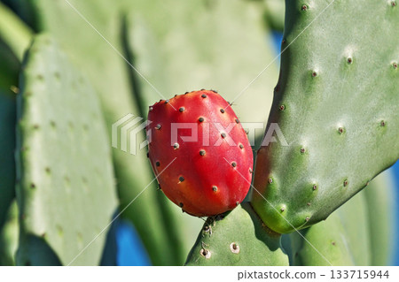 紅色仙人掌果實（秋季，11月） 133715944