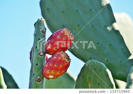 Red prickly pear fruit (autumn, November) Red prickly pear fruit (autumn, November) 133715945