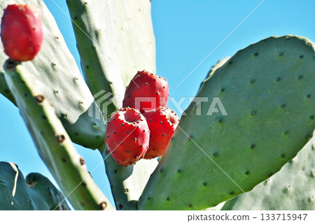 Red prickly pear fruit (autumn, November) Red prickly pear fruit (autumn, November) 133715947