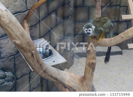 The photograph features a squirrel monkey. The photograph features a squirrel monkey. 133715949