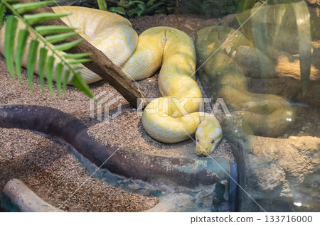 The photograph shows an albino Burmese python The photograph shows an albino Burmese python 133716000