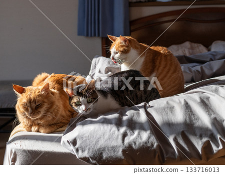 Three cats snuggling together Three cats snuggling together 133716013