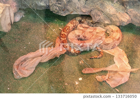 Common boa constrictor shedding skin Common boa constrictor shedding skin 133716050