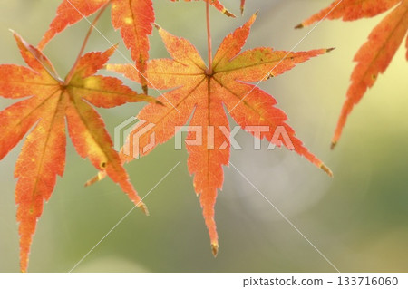 楓葉開始變色,呈現出美麗的漸變效果,營造出融化般的背景。 楓葉開始變色,呈現出美麗的漸變效果,營造出融化般的背景。 133716060