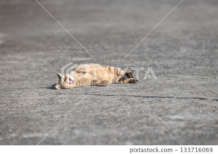 A cat lying on the street and yawning A cat lying on the street and yawning 133716069