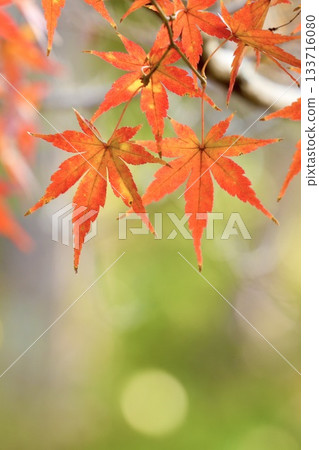 Beautiful gradation of maple leaves beginning to change color, creating a melting background 133716080