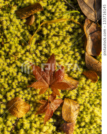 落葉落在苔蘚上 133716145