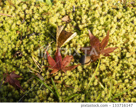 落葉落在苔蘚上 落葉落在苔蘚上 133716147