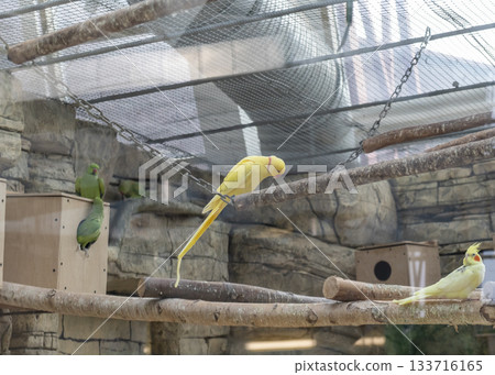 The photograph shows a yellow color mutation of an Indian ringneck parrot 133716165