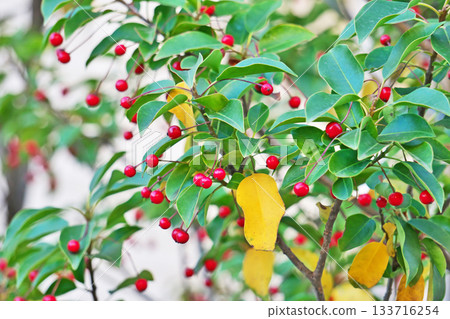 紅色 soyogo 漿果（秋季、十一月） 133716254