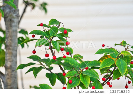 紅色 soyogo 漿果（秋季、十一月） 133716255