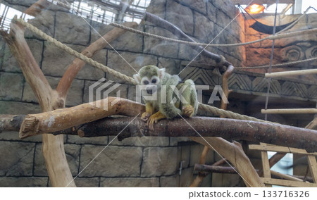 The photograph features a squirrel monkey. 133716326