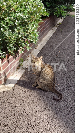 Wild cats to be alert Wild cats to be alert 133716330