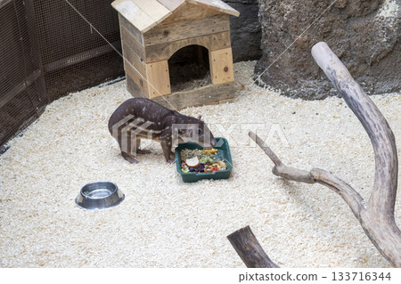 The animal in the photograph is a paca, likely a lowland paca 133716344