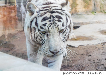 The photograph features a white tiger, which is a rare form of the Bengal tiger 133716359
