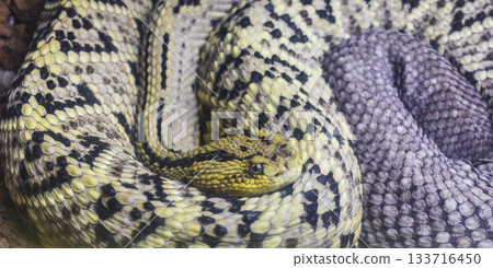 The photograph of a Black-tailed Rattlesnake The photograph of a Black-tailed Rattlesnake 133716450