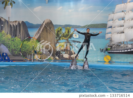 11.11.2025 - Minsk, Belarus - Dolphins entertaining the visitors in Minsk dolphinarium 133716514