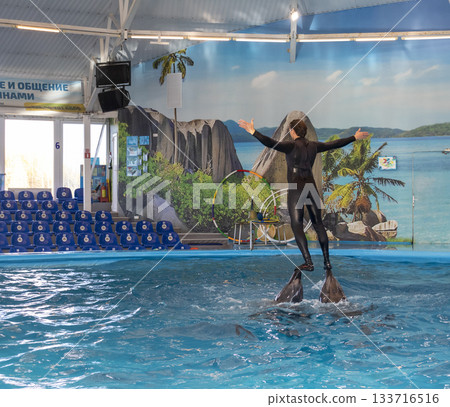 11.11.2025 - Minsk, Belarus - Dolphins entertaining the visitors in Minsk dolphinarium 11.11.2025 - Minsk, Belarus - Dolphins entertaining the visitors in Minsk dolphinarium 133716516