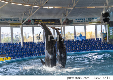11.11.2025 - Minsk, Belarus - Dolphins entertaining the visitors in Minsk dolphinarium 11.11.2025 - Minsk, Belarus - Dolphins entertaining the visitors in Minsk dolphinarium 133716517