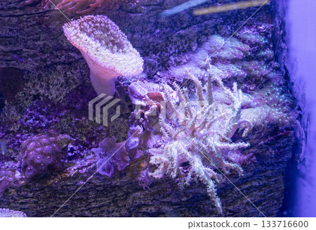 Marine aquarium with different corals 133716600