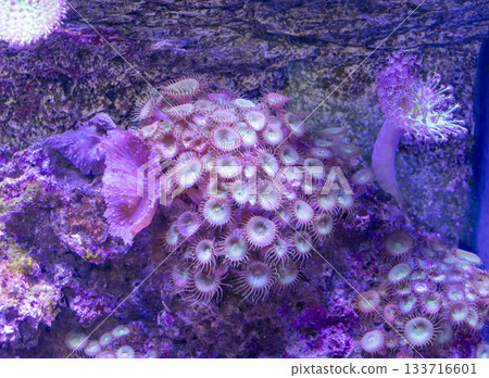 Marine aquarium with different corals Marine aquarium with different corals 133716601