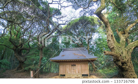 Tenjin Shrine surrounded by old Castanopsis trees, Sosa City, Chiba Prefecture 133716706