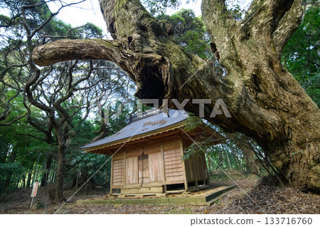 Tenjin Shrine surrounded by old Castanopsis trees, Sosa City, Chiba Prefecture Tenjin Shrine surrounded by old Castanopsis trees, Sosa City, Chiba Prefecture 133716760