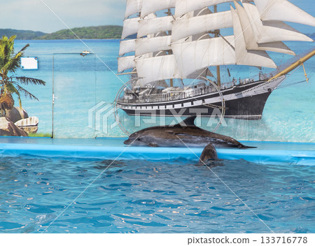 The dolphins in the dolphinarium The dolphins in the dolphinarium 133716778