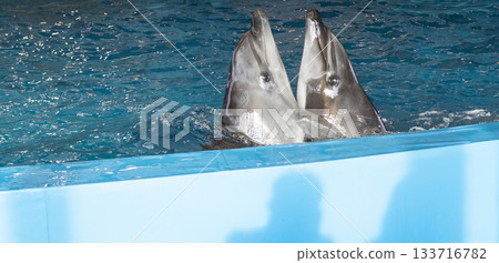 The dolphins in the dolphinarium 133716782