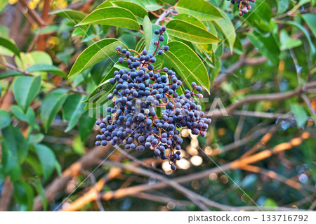 Navy blue ligustrum berries (autumn, November) Navy blue ligustrum berries (autumn, November) 133716792