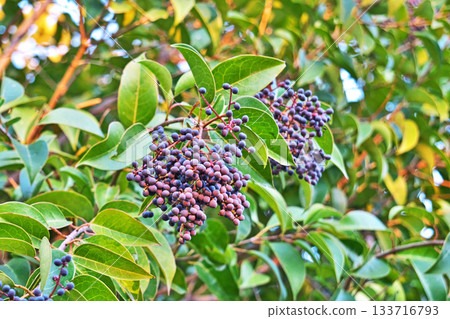 Navy blue ligustrum berries (autumn, November) Navy blue ligustrum berries (autumn, November) 133716793