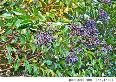 Navy blue ligustrum berries (autumn, November) Navy blue ligustrum berries (autumn, November) 133716794