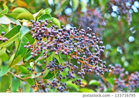 Navy blue ligustrum berries (autumn, November) Navy blue ligustrum berries (autumn, November) 133716795